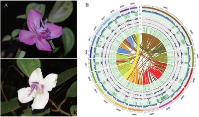 De novo genome assembly and population genomics of a shrub tree Barthea barthei (Hance) krass provide insights into the adaptive color variations